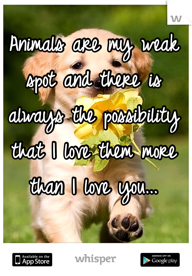 Animals are my weak spot and there is always the possibility that I love them more than I love you...