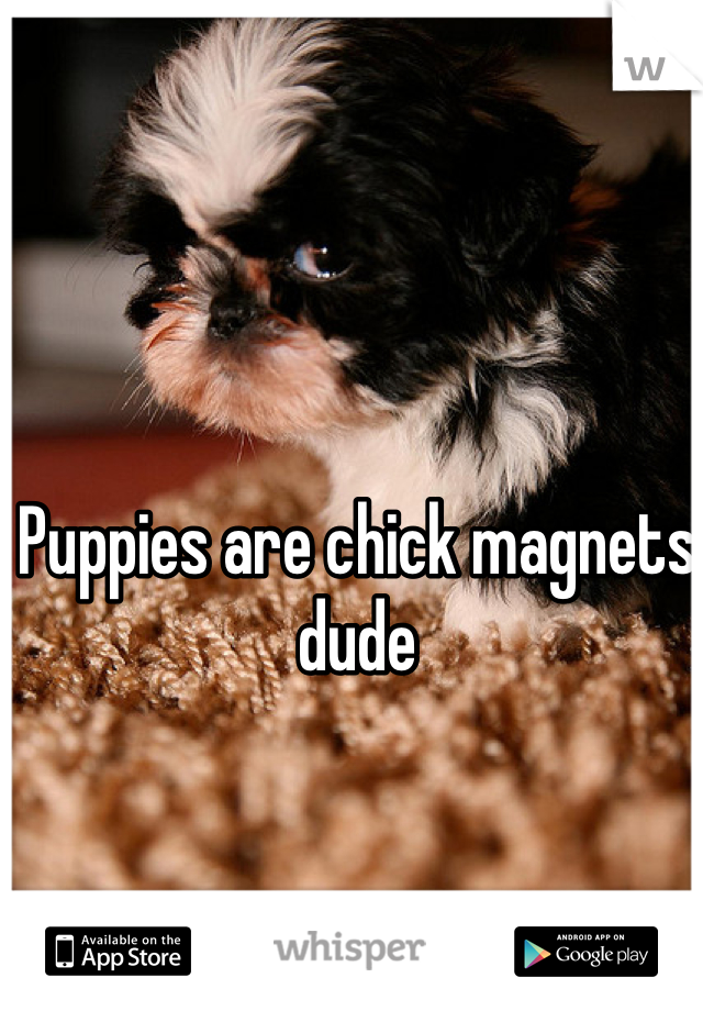 Puppies are chick magnets dude