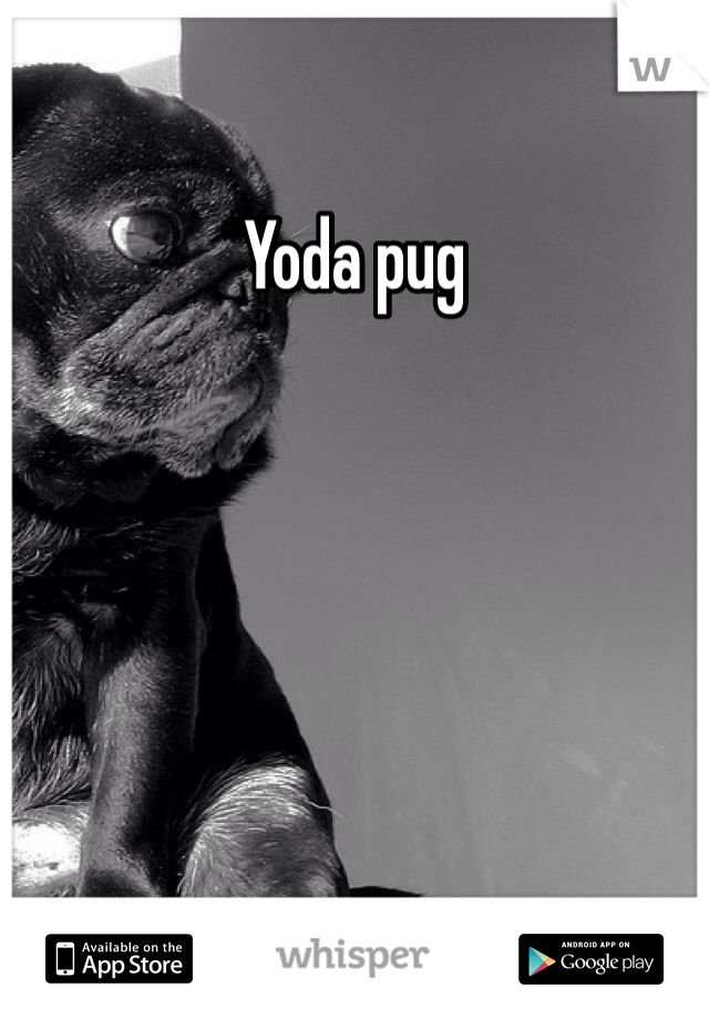 Yoda pug 