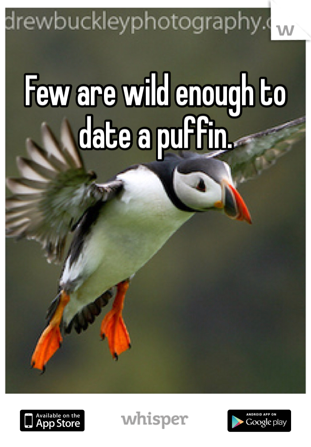 Few are wild enough to date a puffin. 