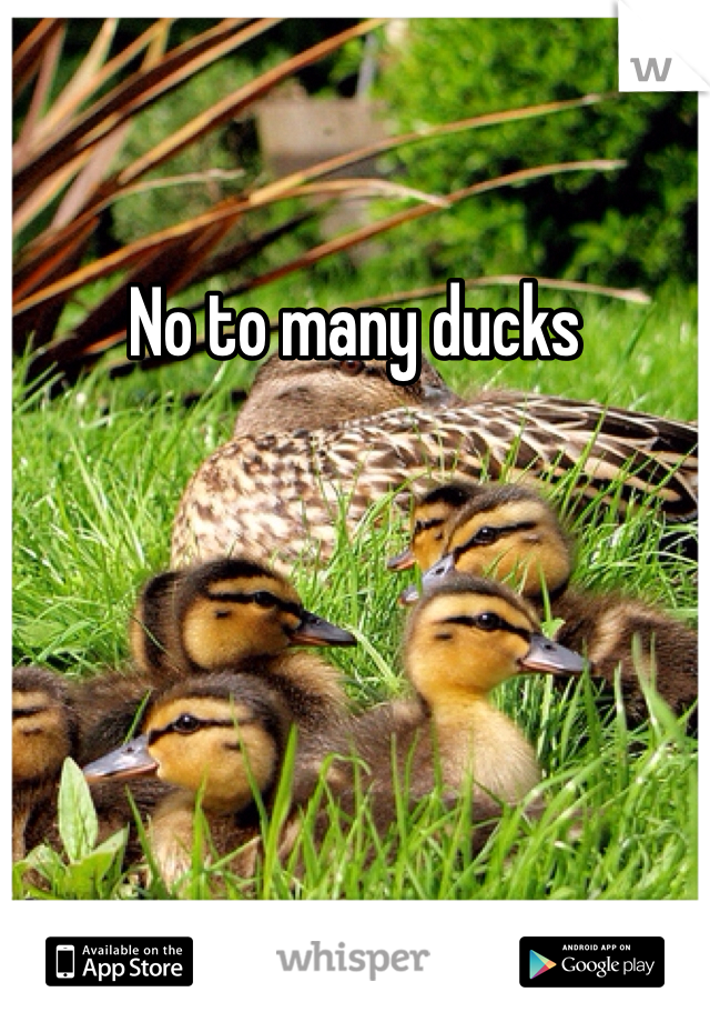 No to many ducks 