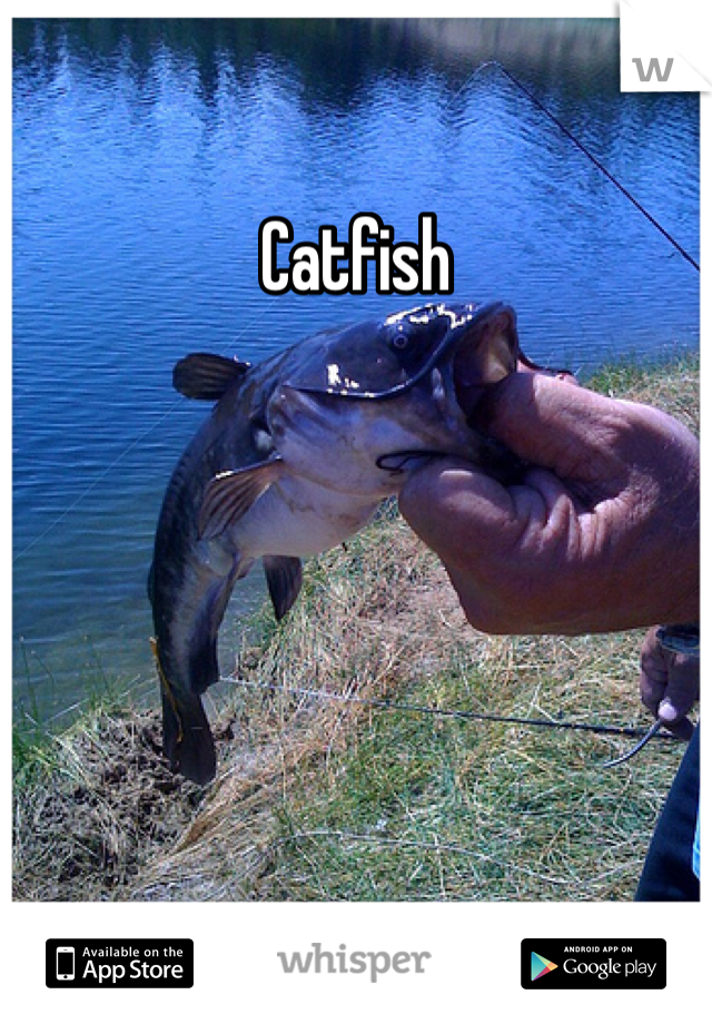 Catfish 