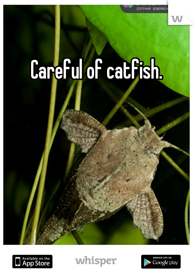 Careful of catfish.