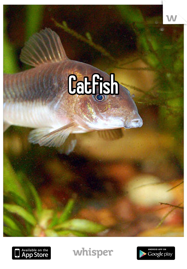 Catfish 