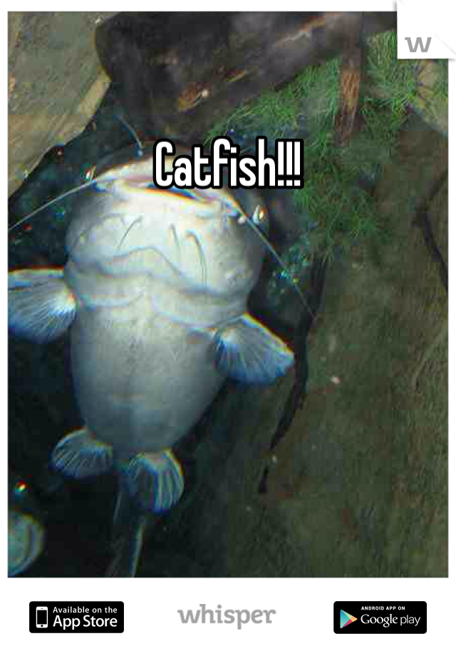 Catfish!!!
