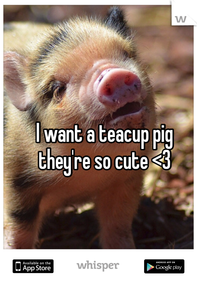 I want a teacup pig 
they're so cute <3
