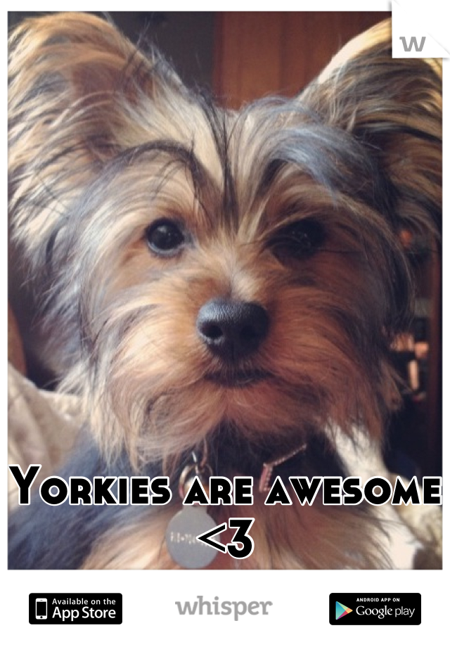 Yorkies are awesome <3