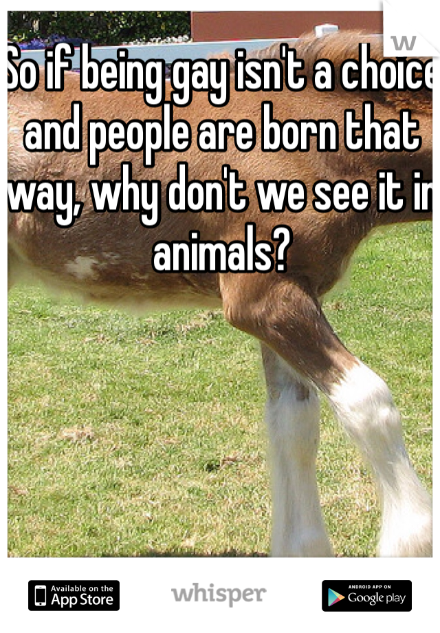 So if being gay isn't a choice and people are born that way, why don't we see it in animals? 