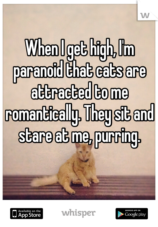 When I get high, I'm paranoid that cats are attracted to me romantically. They sit and stare at me, purring.