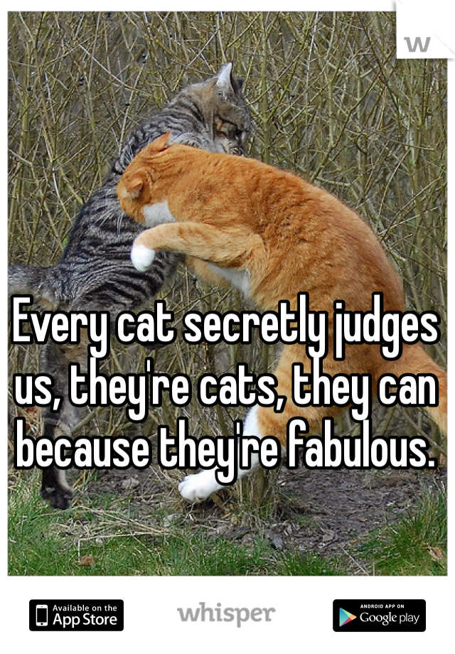 Every cat secretly judges us, they're cats, they can because they're fabulous.