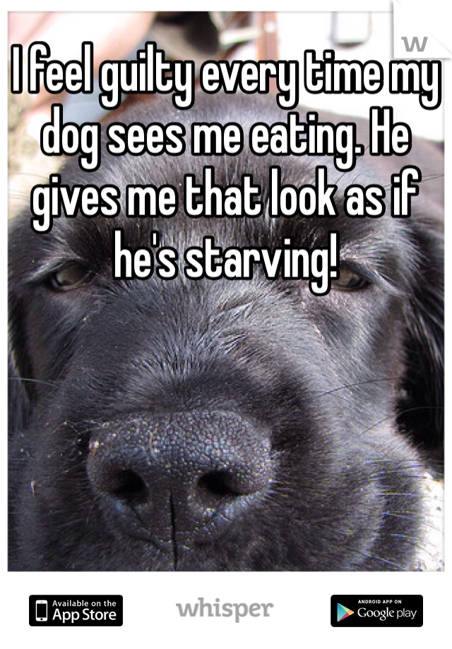 I feel guilty every time my dog sees me eating. He gives me that look as if he's starving!