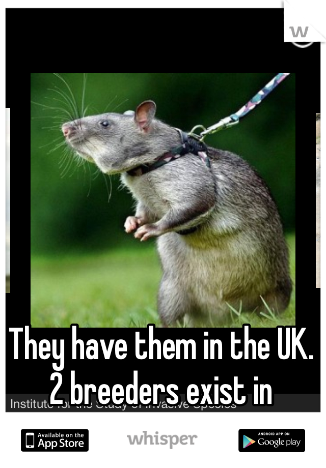 They have them in the UK. 2 breeders exist in California. 