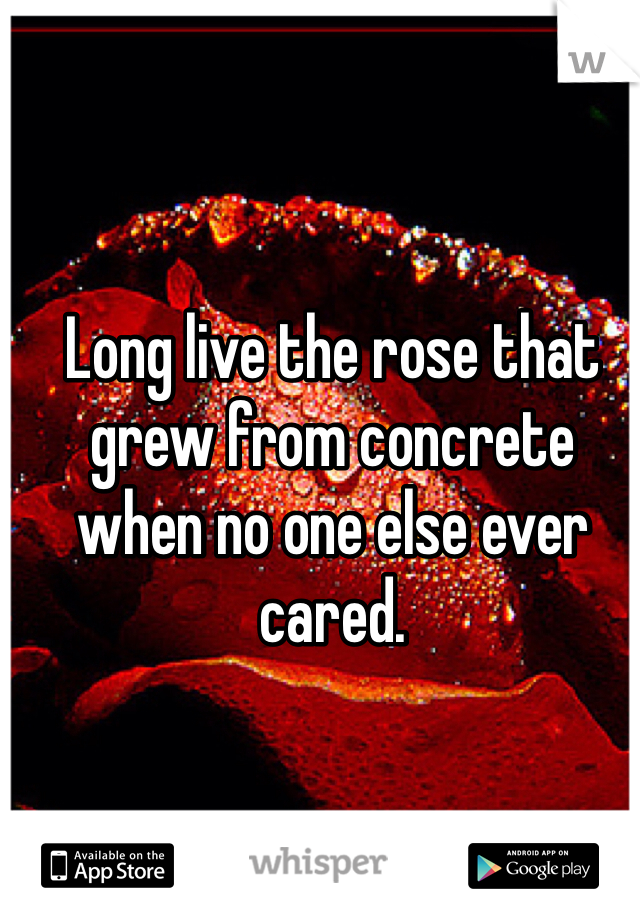 
Long live the rose that grew from concrete
when no one else ever cared.