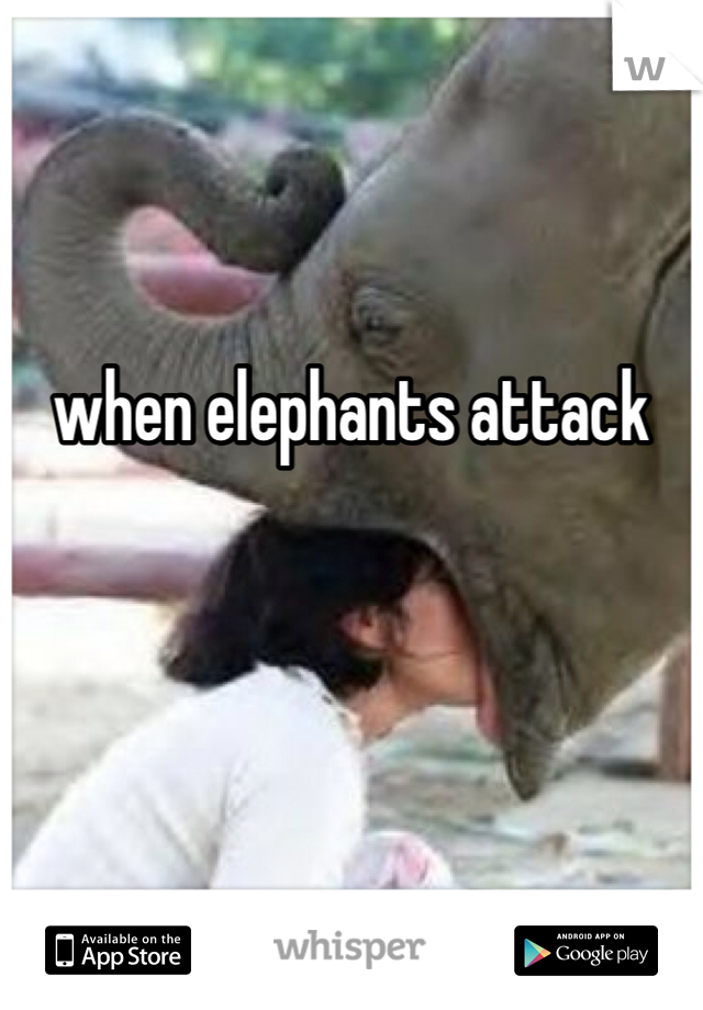 when elephants attack 