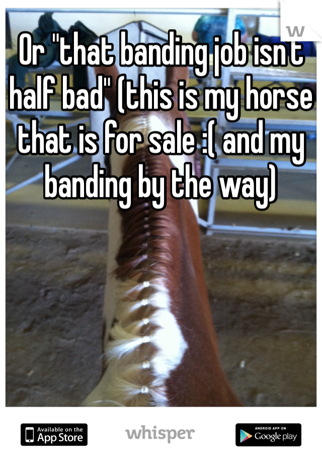 Or "that banding job isn't half bad" (this is my horse that is for sale :( and my banding by the way)