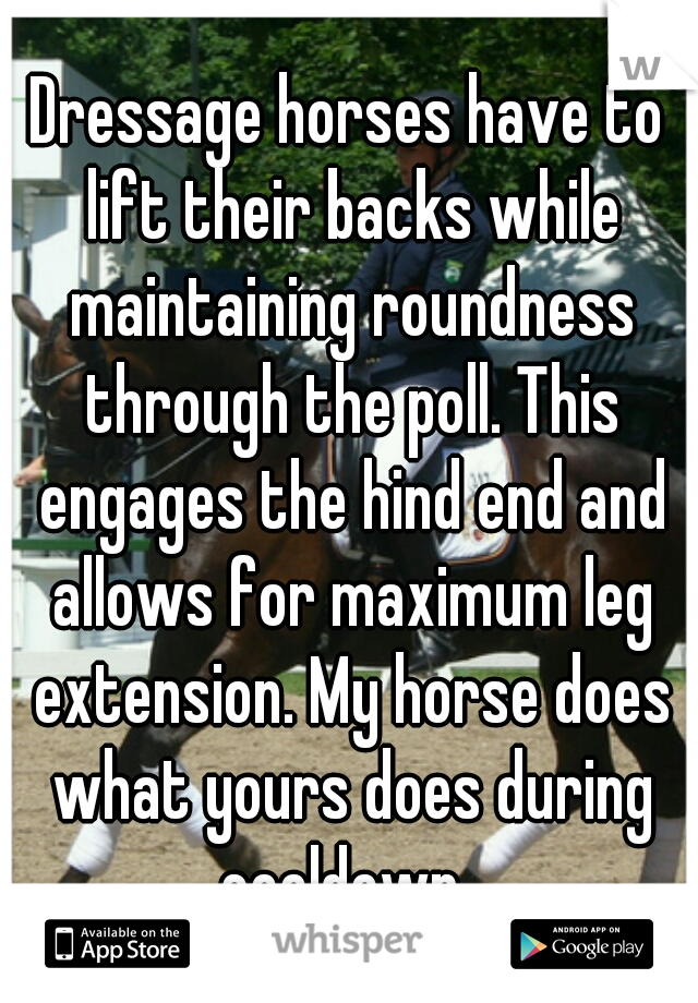 Dressage horses have to lift their backs while maintaining roundness through the poll. This engages the hind end and allows for maximum leg extension. My horse does what yours does during cooldown. 