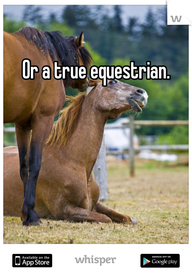 Or a true equestrian. 