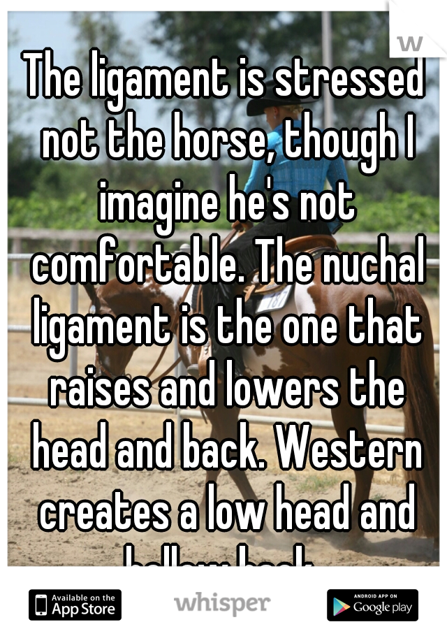 The ligament is stressed not the horse, though I imagine he's not comfortable. The nuchal ligament is the one that raises and lowers the head and back. Western creates a low head and hollow back. 