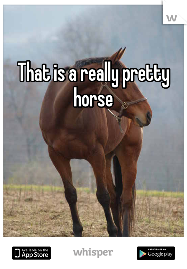 That is a really pretty horse 