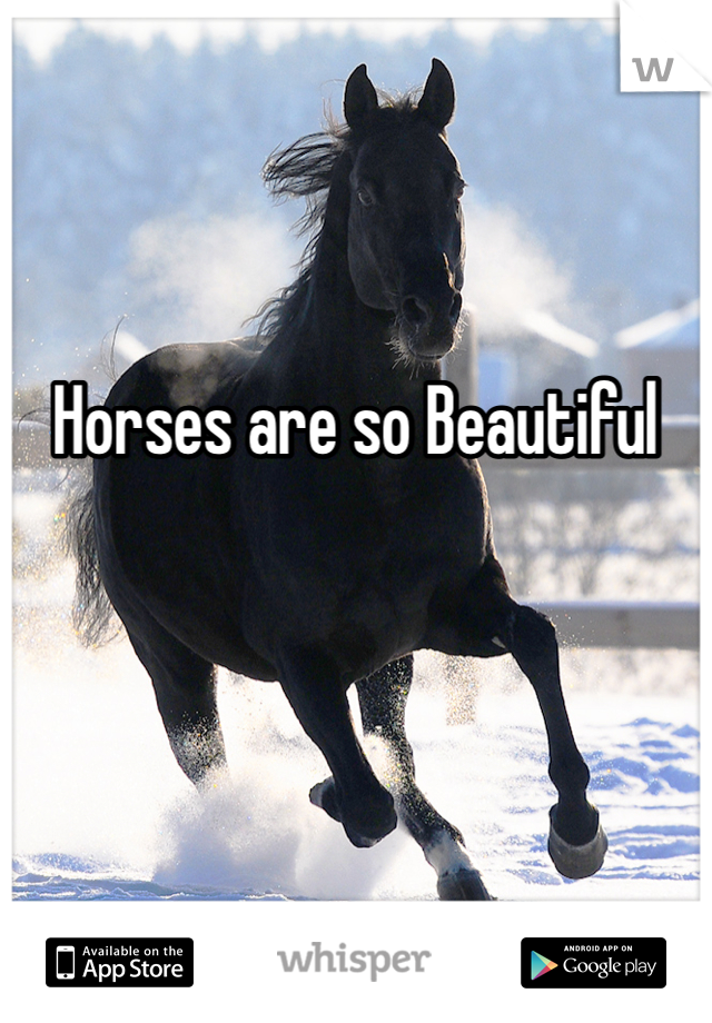  

Horses are so Beautiful 