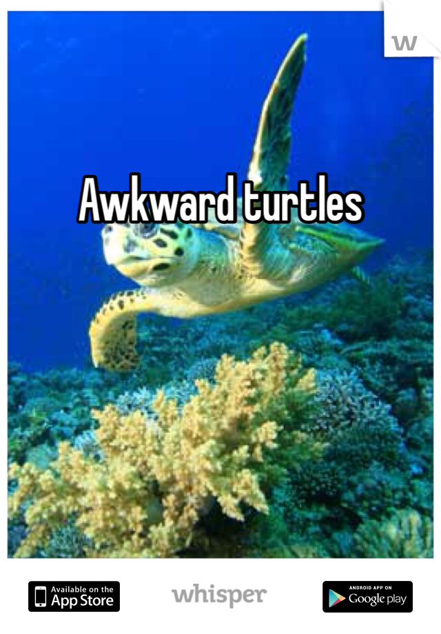 Awkward turtles 