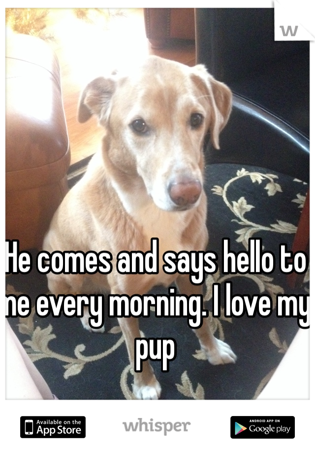 He comes and says hello to me every morning. I love my pup 