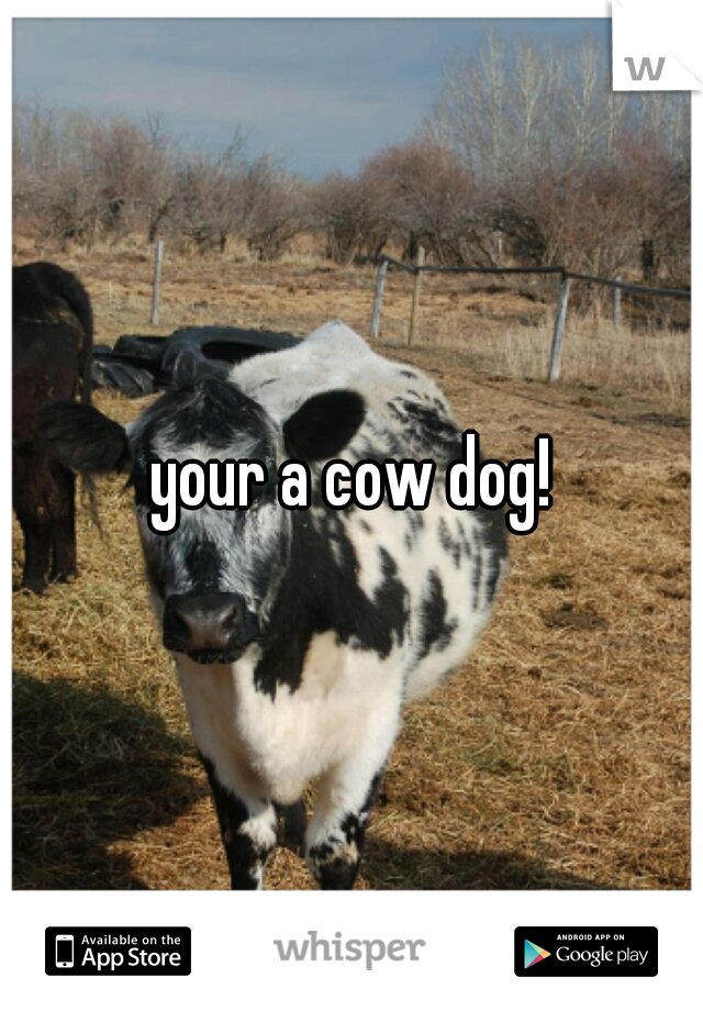 your a cow dog!