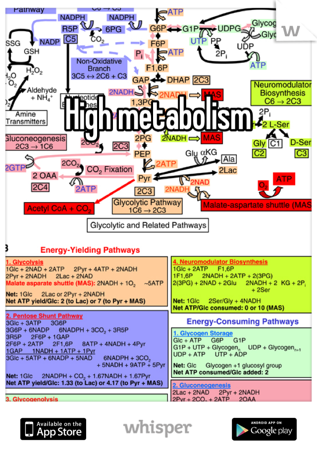 High metabolism