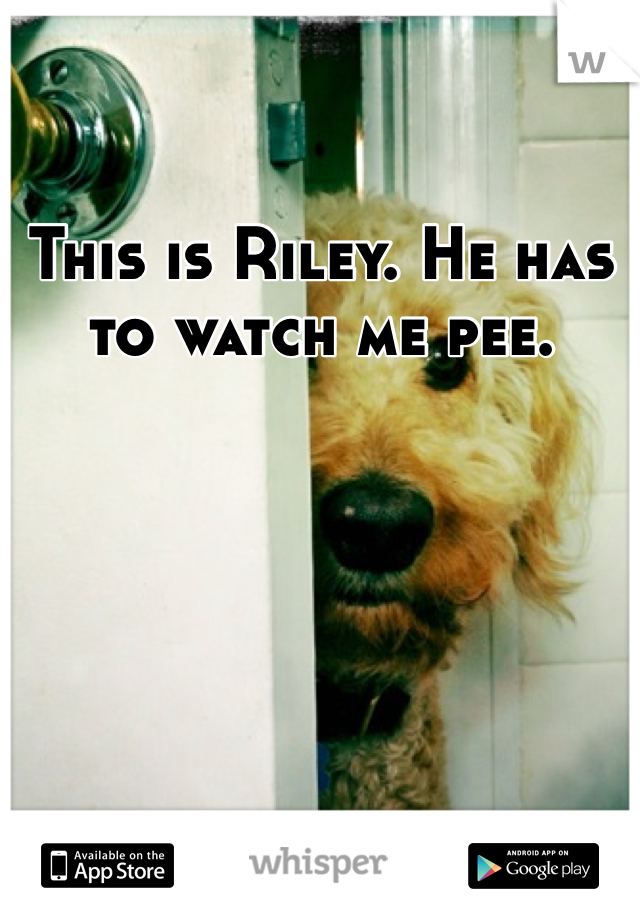 This is Riley. He has to watch me pee. 