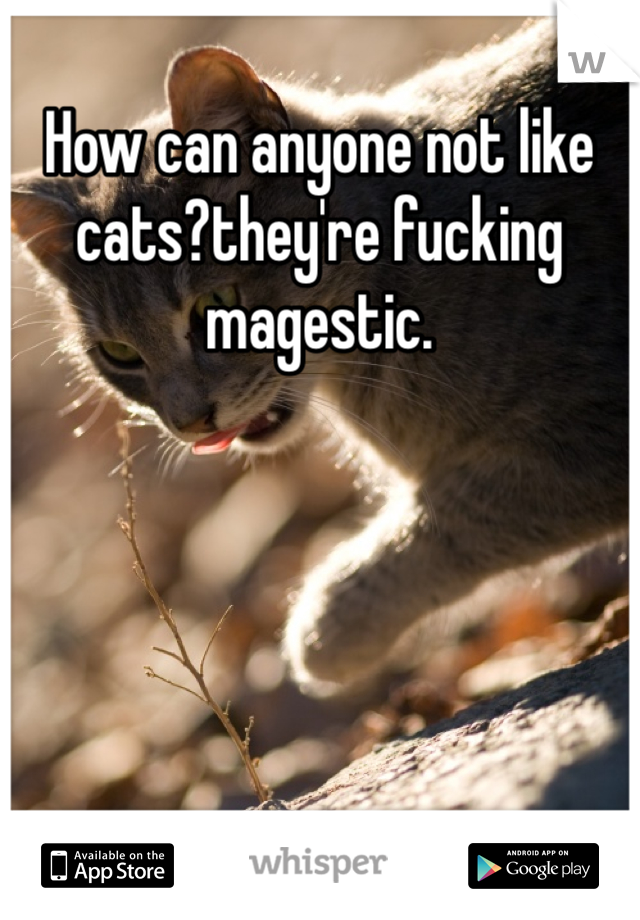 How can anyone not like cats?they're fucking magestic.
