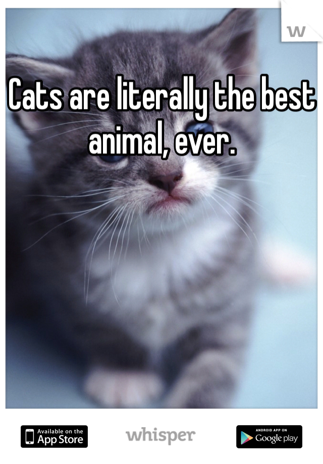Cats are literally the best animal, ever. 