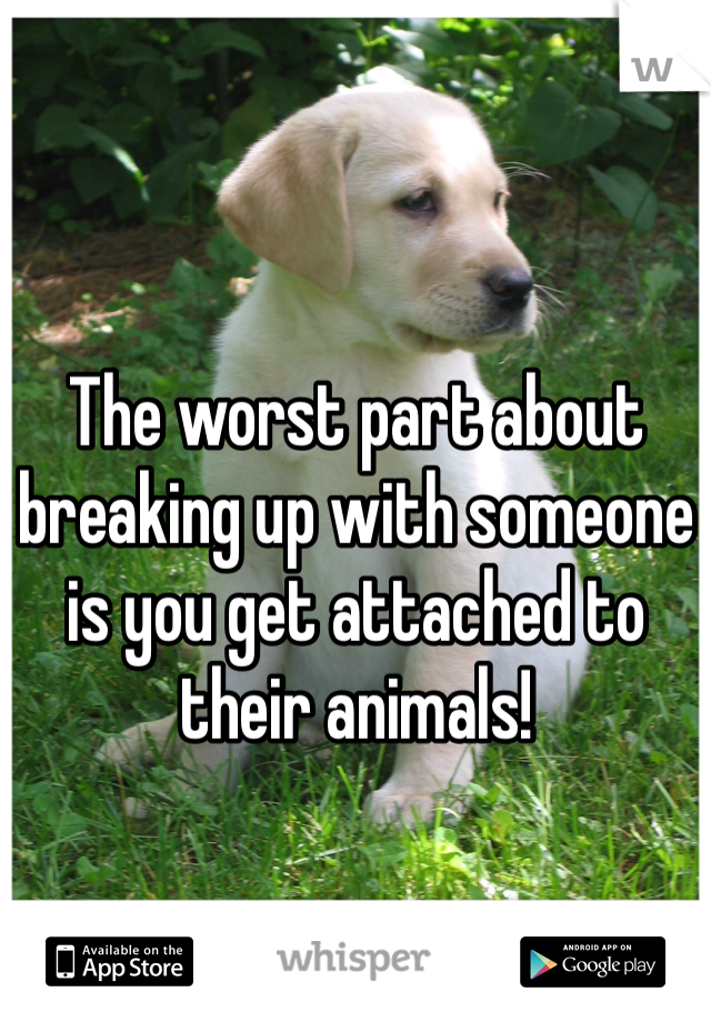 The worst part about breaking up with someone is you get attached to their animals! 