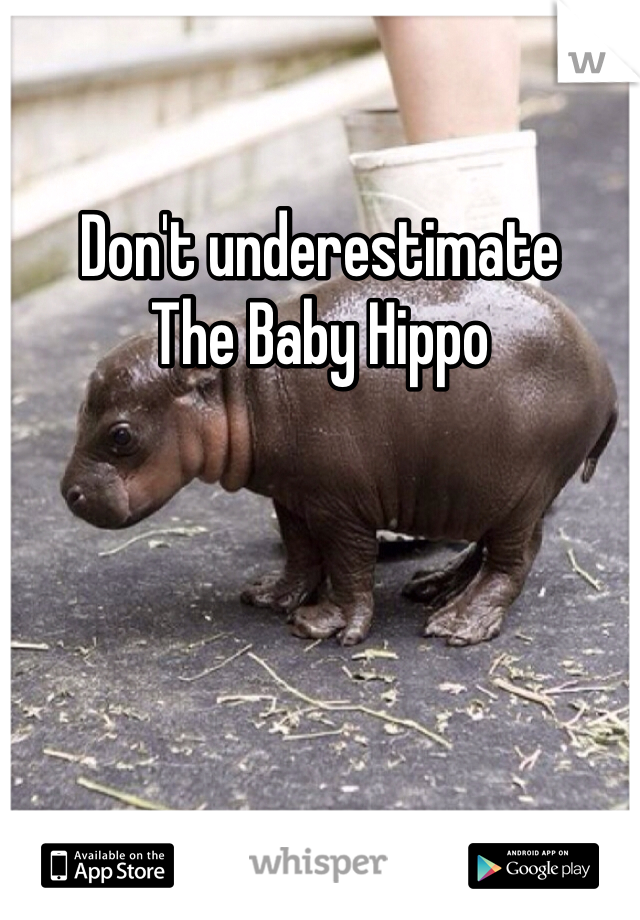 Don't underestimate 
The Baby Hippo 
