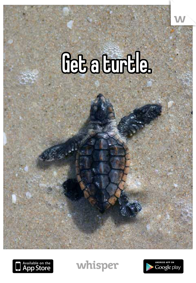 Get a turtle. 