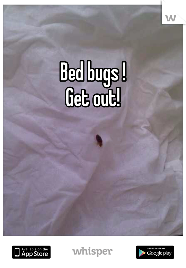 Bed bugs !
Get out!