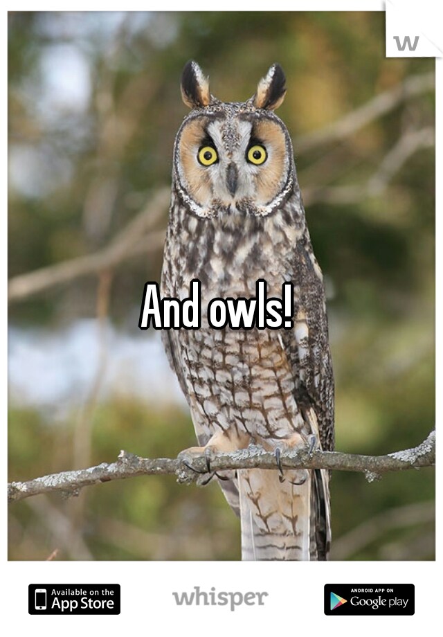 And owls! 