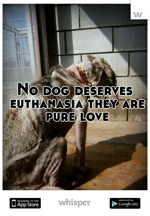 No dog deserves euthanasia they are pure love