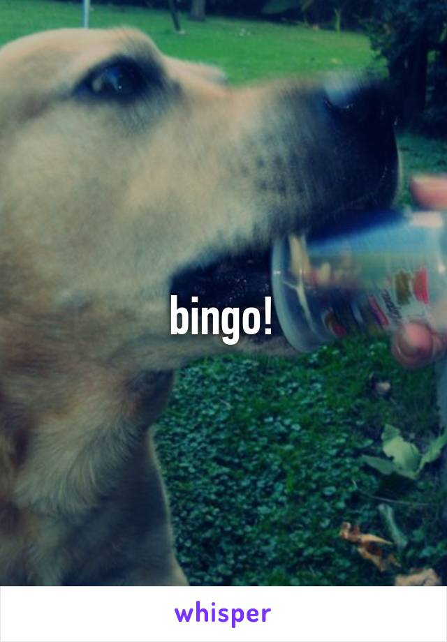 bingo!