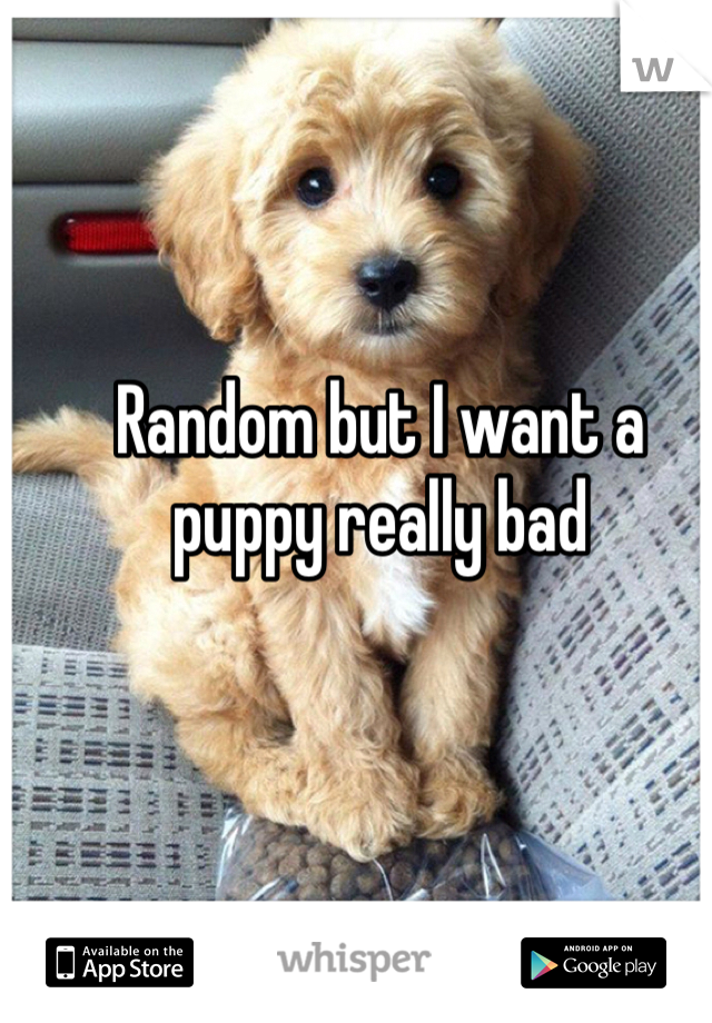 Random but I want a puppy really bad 