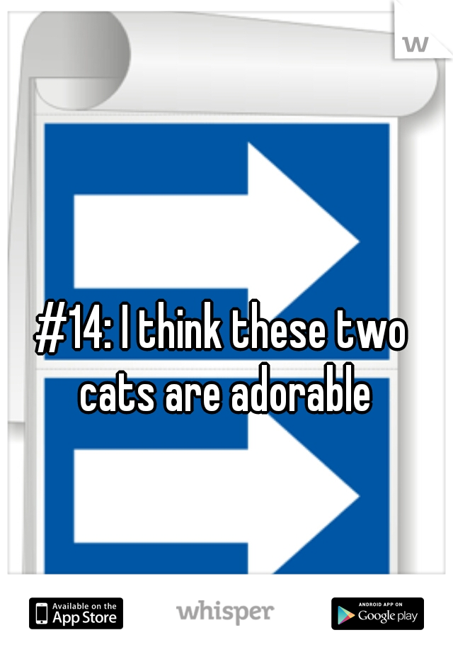 #14: I think these two cats are adorable