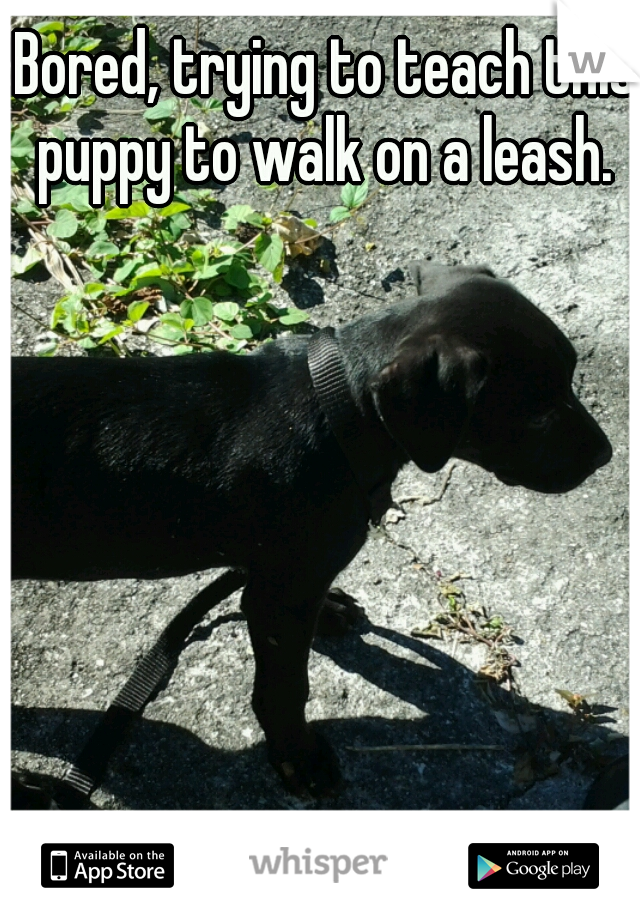 Bored, trying to teach this puppy to walk on a leash. 