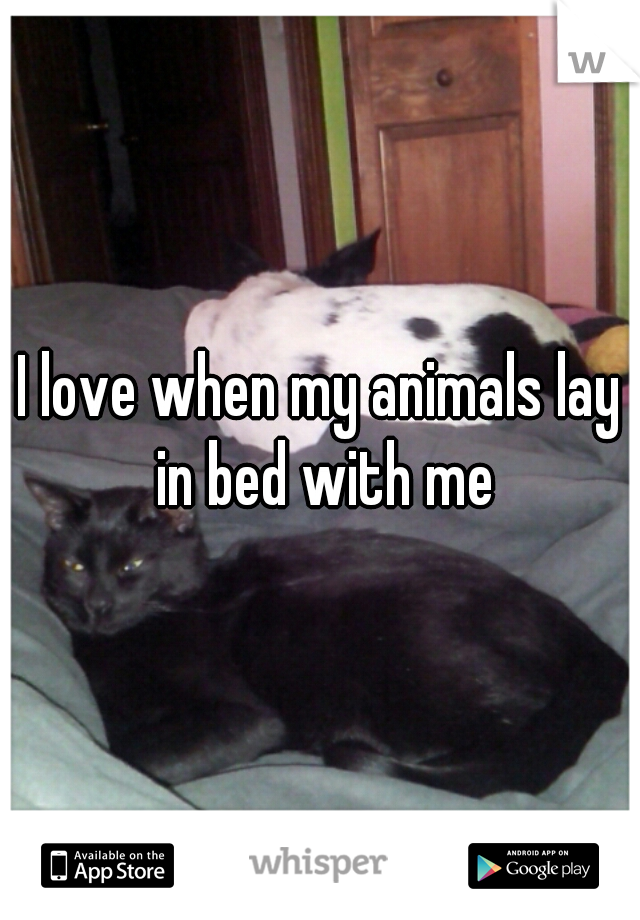 I love when my animals lay in bed with me
