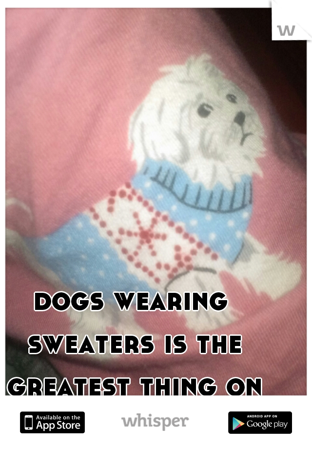 dogs wearing sweaters is the greatest thing on earth 