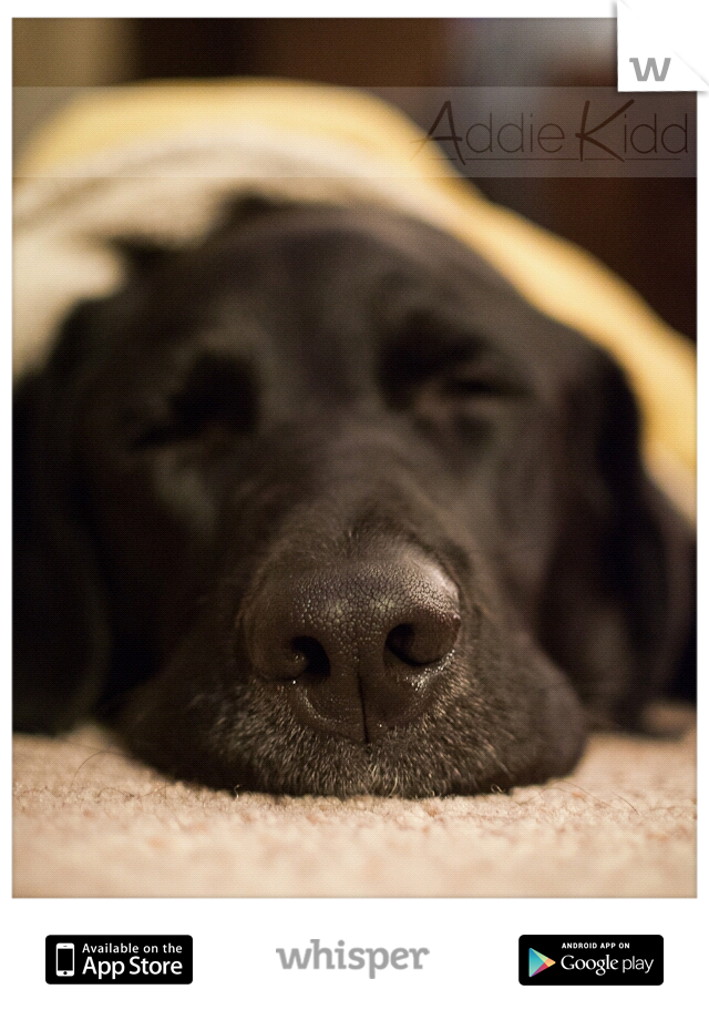 Snuggled up with the dog next to the fire.. They always make you feel happy :)