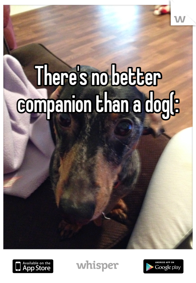 There's no better companion than a dog(: