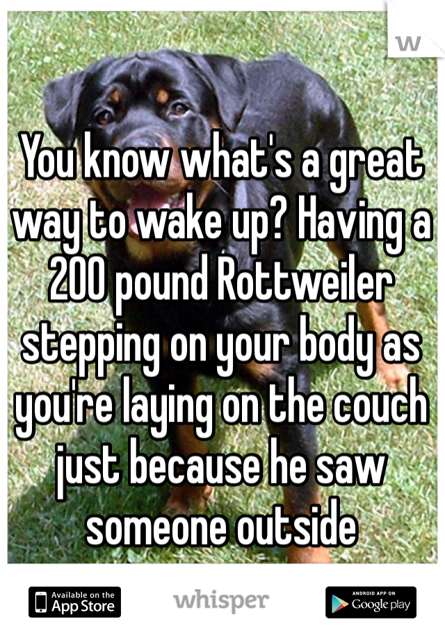 You know what's a great way to wake up? Having a 200 pound Rottweiler stepping on your body as you're laying on the couch just because he saw someone outside
