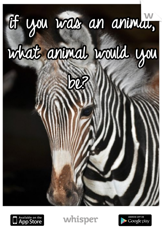 if you was an animal, what animal would you be? 