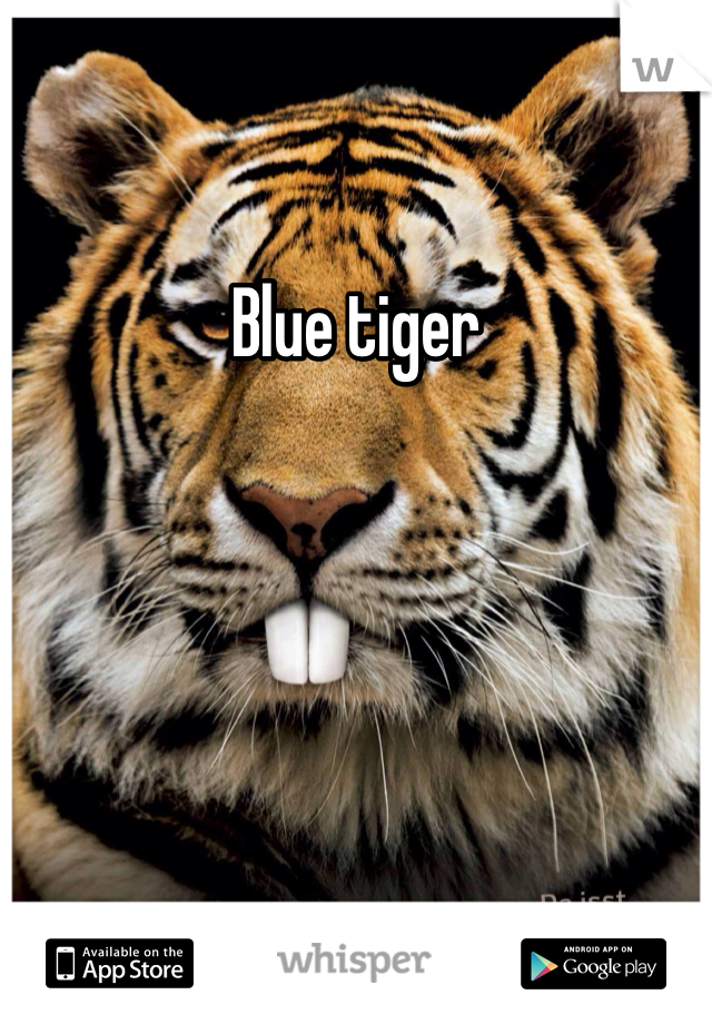 Blue tiger
