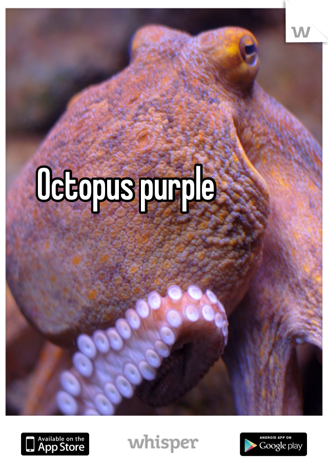 Octopus purple