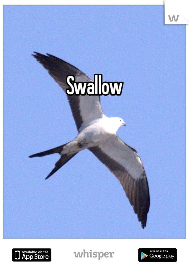 Swallow